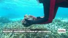 Conférence de l'ONU sur l’océan : à Maurice, protéger les coraux à tout prix